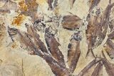 Fossil Fish (Gosiutichthys) Mortality Plate - Lake Gosiute #130005-1